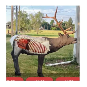 Delta McKenzie Elk Pro X-Ray Series 3D Target, Delta McKenzie Elk 3D target, Elk Pro X-Ray Series target, Delta McKenzie 3D targets, X-Ray Series elk target, Delta McKenzie 3D elk target, Elk Pro target review, Delta McKenzie target for hunting, X-Ray Series 3D target, Delta McKenzie Elk Pro target features, 3D elk target for archery, Delta McKenzie 3D target setup, Elk Pro X-Ray Series review, Delta McKenzie elk archery target